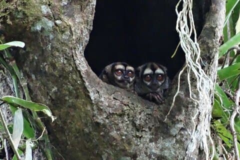 トゥカンロッジ宿泊付きカヤベノアマゾンジャングル3日間