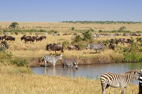 3-tägige Budget-Abenteuertour durch die Masai Mara
