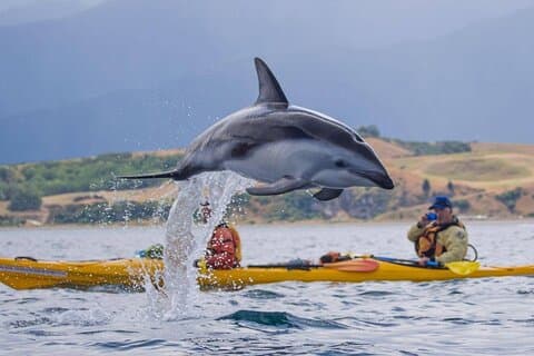 Kaikoura Kajakavontuur Kleine Groepstour vanuit Christchurch