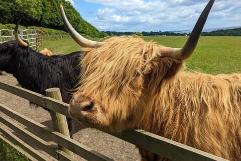 Hoteller i nærheden af Loch Lomond, Highland Cows, Victorian Town