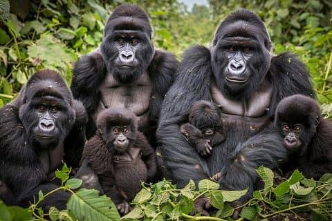 7-tägige private Uganda-Gorilla-Tracking-Safari-Tour ab Entebbe