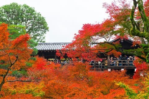 À la découverte du feuillage d'automne : visite de Tofukuji, Fushimi Inari et Uji