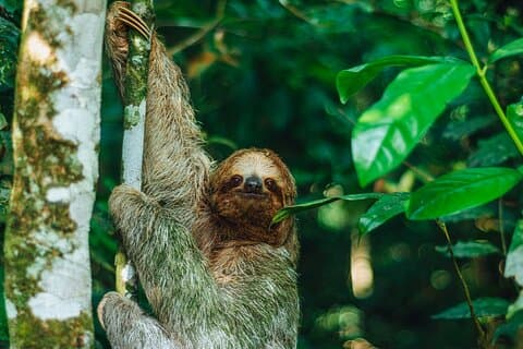 SLOTH PARK ADVENTURE La Fortuna