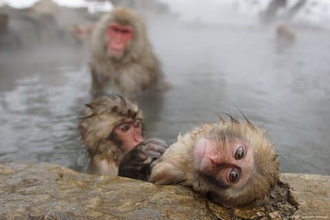 Visite privée de 2 jours à Tokyo avec Snow Monkeys en Bullet Train