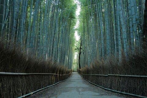 Kyoto Arashiyama Bambusskogen tur (skjulte templer)