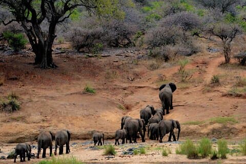 8-dages privat safaritur i Kenya fra Nairobi