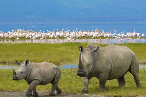 4 Days Masai Mara and Lake Nakuru Shared Camping Safari