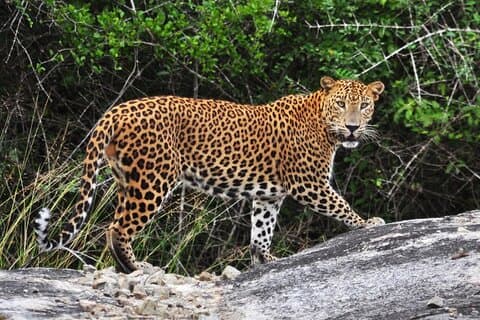 af Ella: Hoteller i nærheden af Private Yala Safari & Transfer/Tangalle/Mirissa/Galla