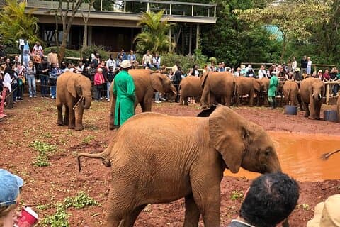 Excursión de 1 día al Parque Nacional de Nairobi, Centro de Elefantes, Giraffe Ctr