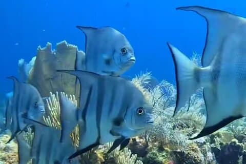 Roatan Snorkeling Adventure monkey Sloth west Bay Beach.