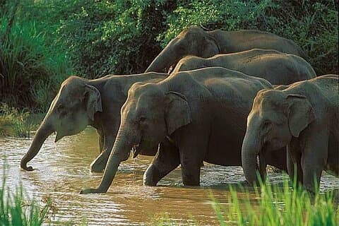 Udawalawe National Park | Half day - Safari tour