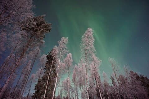 Fra Rovaniemi: Nordlys tur med campfire snacks