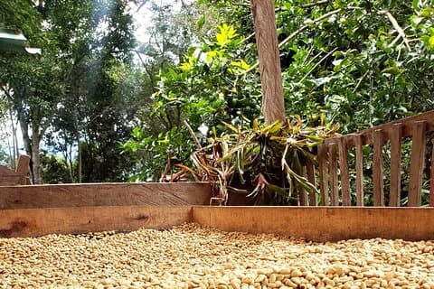 Tour do café dos produtores de café até sua xícara