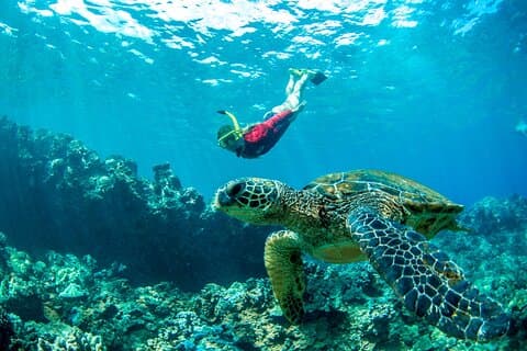 West Maui Pomeriggio Snorkeling dalla spiaggia di Ka’anapali