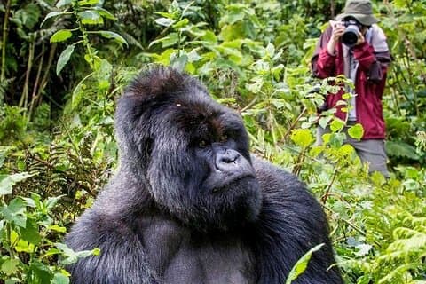 3-dages privat guidet gorilla-trekking i Uganda