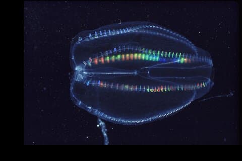 クシクラゲの生物発光クリアカヤックグローツアー