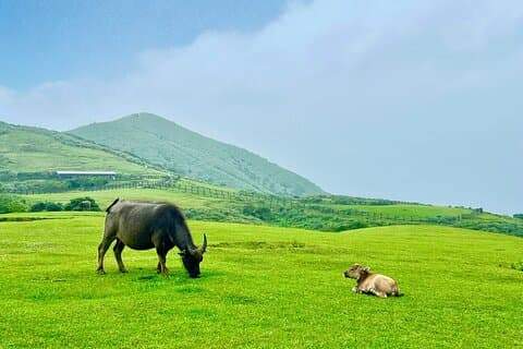 Privat Yangmingshan & Beitou-tur fra Taipei med afhentning