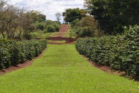 Excursion d'une journée à la ferme de café Fairview à Nairobi