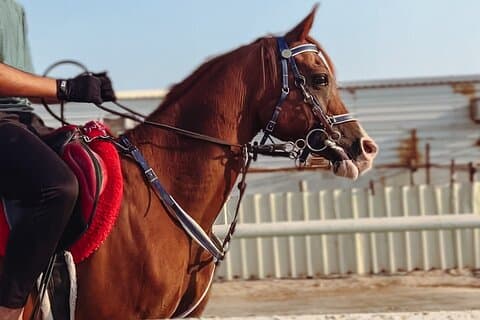 ドーハでのプライベート乗馬とラクダ乗り体験