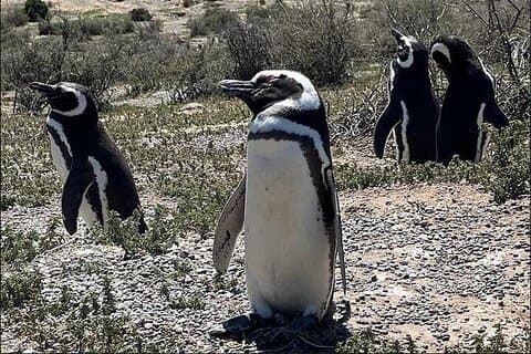 Día completo en Punta Tombo: Paraíso de pingüinos
