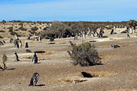 プンタ・トンボでペンギンとプライベートに散歩
