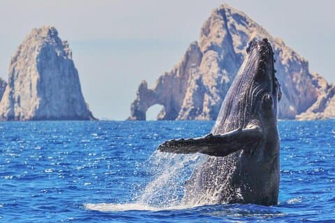 Esperienza di osservazione delle balene con tutto incluso a Los Cabos
