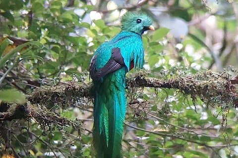 Excursão guiada para observação da vida selvagem na Floresta Nublada de Monteverde