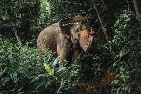 Phuket Elephant Nature Reserve Ethical Sanctuary