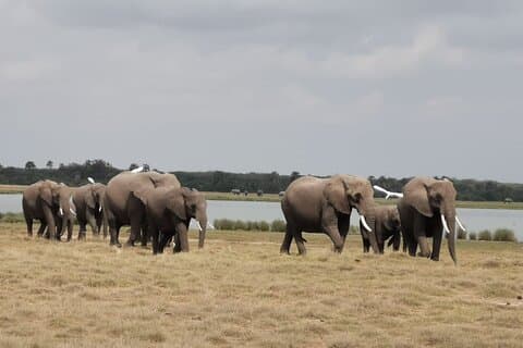 Amboseli National Park Dagstur med Masai Village Visit Tour
