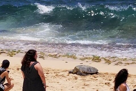 Northshore,Kailua,or Honolulu Private Luxury Circle Island Tour