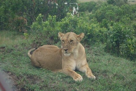 Safari econômico de 5 dias para Masai Mara, Lago Nakuru e Lago Naivasha
