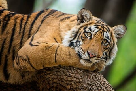 6 días Golden Tringle Delhi Agra Jaipur Tour con Safari Tigre