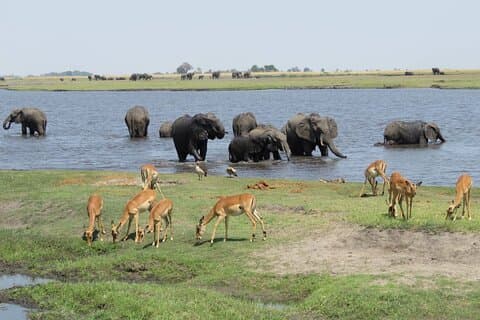 Parc national Chobe au Botswana