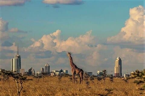 Giraffe Center en Nairobi National Park Tour
