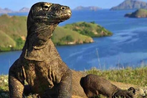 3 dage 2 nat Labuan Bajo Komodo National Park Sunset Tour