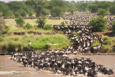 Migration spectaculaire de 8 jours dans le Serengeti, safari en Tanzanie à mi-parcours