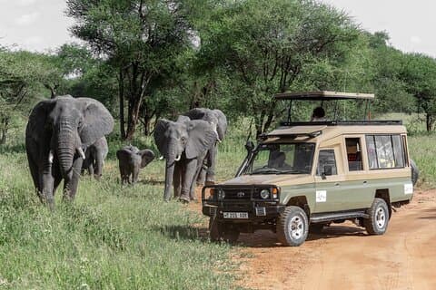 Faits saillants de 5 jours Crater, Serengeti, Tarangire