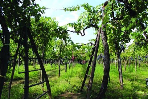 Cantine d'Irpinia : visite et dégustation de Taurasi dans d'anciens vignobles