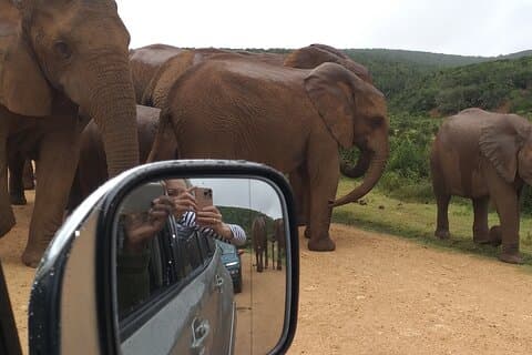 Tour del Parco Nazionale dell'Elefante di Addo