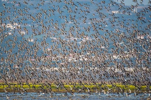 Vogels kijken in Lissabon | Privé tours