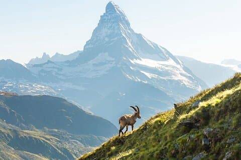 Tour Privado a Zermatt saindo de Zurique.