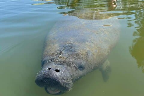 Self-Guided Kayaking Manatee and Dolphin Tour