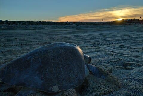 Turtle Night Patrol a Conservation Adventure in Los Cabos
