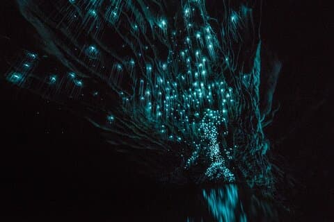 Excursion d'une journée dans les grottes de Glowworm et les jardins de Hamilton au départ d'Auckland