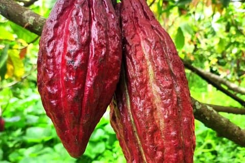 Visite personnalisée d'une plantation de cacao + balade à cheval à Pereira
