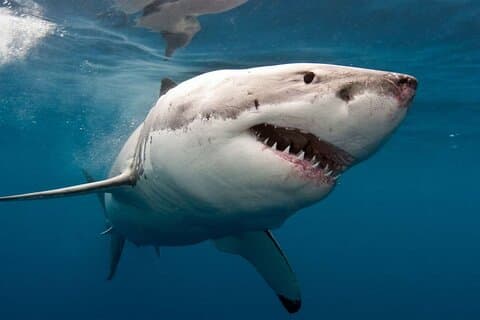 Shark Cage Diving met vervoer vanuit Kaapstad