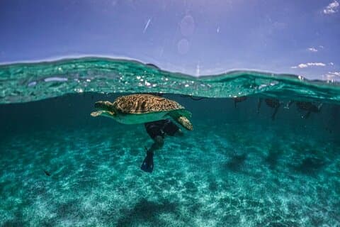 Small Group Semi Private Akumal og Cenote Snorkeling Tour