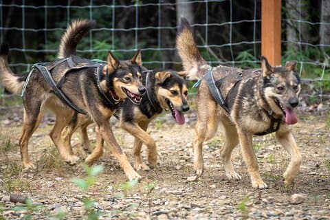 1-stündiges Herbst-Schlittenhunde-Erlebnis in Two Rivers