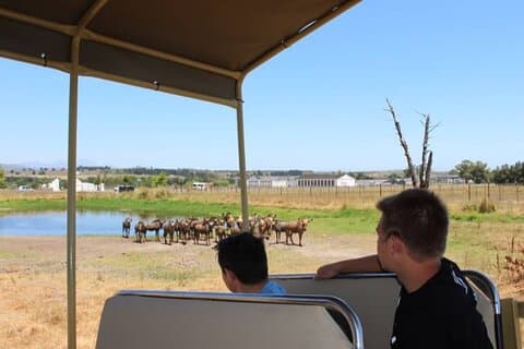 Table Mountain, stellenbosch wine experiences and lions, Park