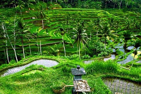 Excursão privada de dia inteiro em Ubud com balanço e cachoeira